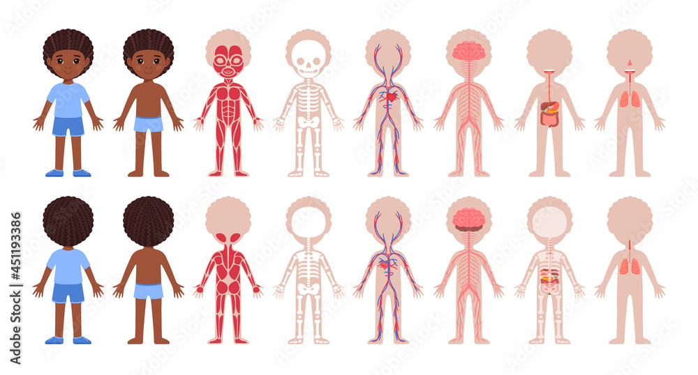 Human Body Systems and Cute Afro Black Boy. Muscular, Skeletal, Circulatory, Nervous, Digestive, Respiratory. Front Back View. Image for Biology, Anatomy Lesson for Children. White background. Vector