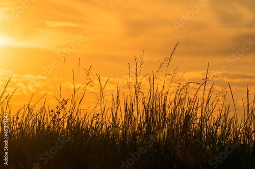 Silhouetten von Gras vor einem leuchtend orangen Abendhimmel