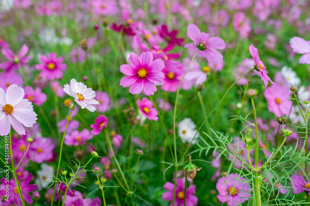 background field aster of cosmos flower bloom gardens bloom beautifully