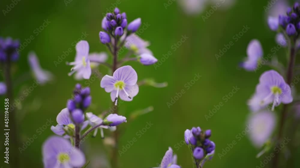 Wild Flower of Veronica, also known as Speedwell. Close Up View Wild Flower of Veronica, also known as Speedwell. Close Up View