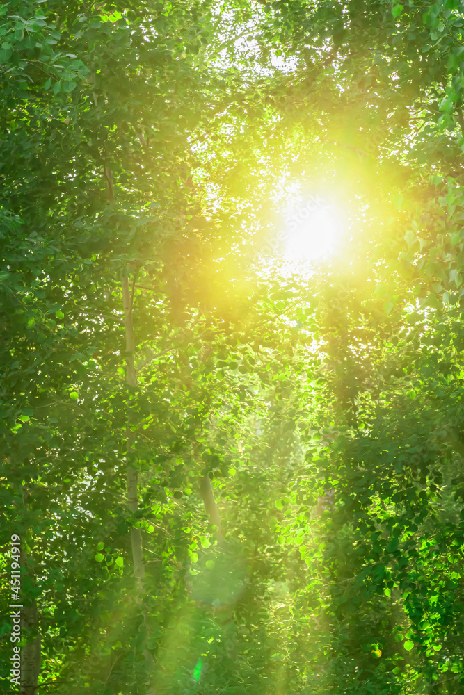 the bright sun plays with rays through the juicy green foliage. green abstract summer background, ecology and nature, gifts of the forest