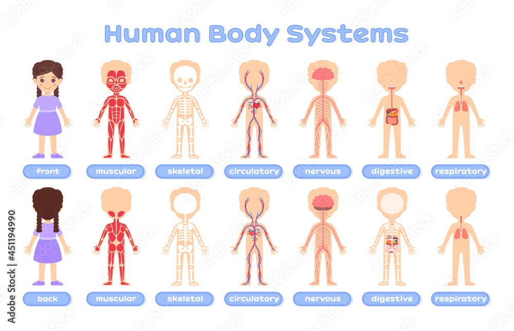 Cartoon poster with a human body system on a white background. Education  for children. Muscular, skeletal, circulatory, respiratory, digestive,  nervous systems. Picture for medical design. Vector Stock Vector | Adobe  Stock
