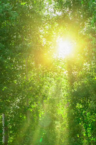 the bright sun plays with rays through the juicy green foliage. green abstract summer background, ecology and nature, gifts of the forest