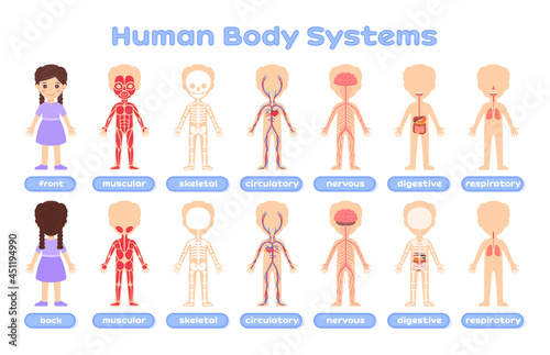 Cartoon poster with a human body system on a white background. Education for children. Muscular, skeletal, circulatory, respiratory, digestive, nervous systems. Picture for medical design. Vector