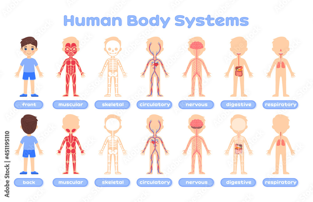 Cartoon human body systems for medical education of children. Muscular, skeletal, nervous, digestive, respiratory systems. Front and back views. White background. Vector stock illustration.