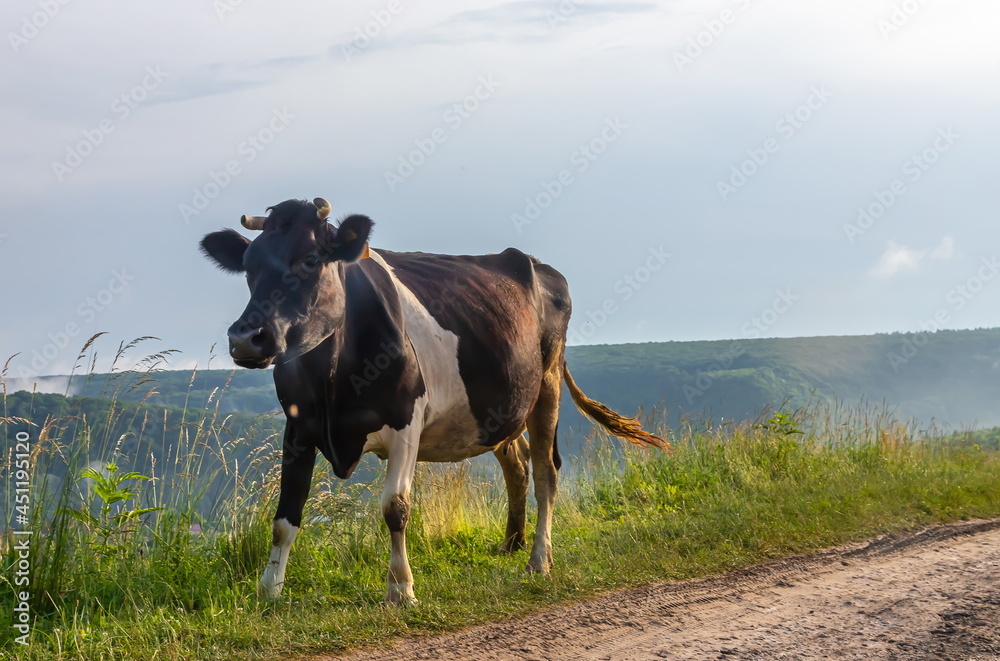 Cow grazes on a pasture in summer against the sky Cow grazes on a pasture in summer against the sky