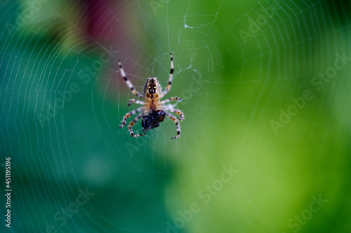 Spider On The Spider Web Eats Its Prey