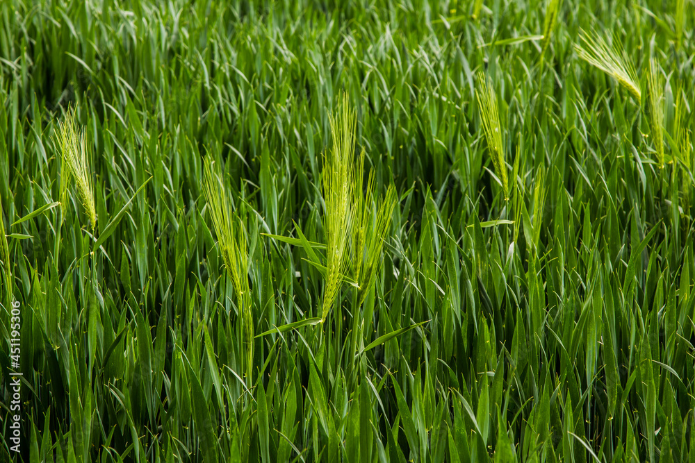 spikelets of green rye grow in the field of the farm in summer spikelets of green rye grow in the field of the farm in summer