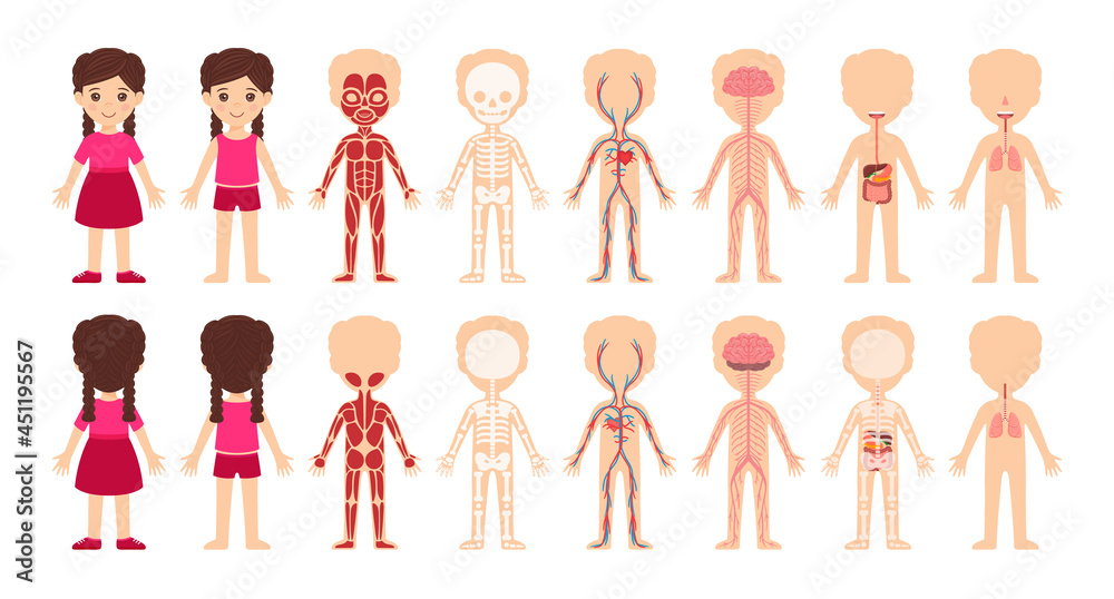 Set of My body system. Isolated cute cartoon little girl and body anatomy. Muscular, skeletal, nervous, digestive, respiratory systems. Medical illustrations for children. Front and back view. Vector.