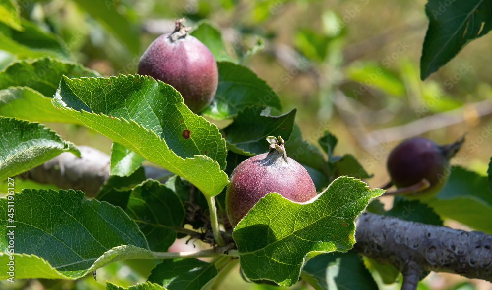 Fototapeta premium unripe apples on branches on a background of blue sky, harvest, food. summer.