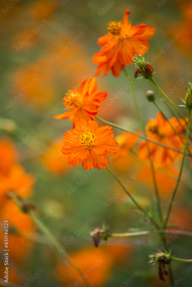 Closeup of orange cosmos flowers in a meadow
