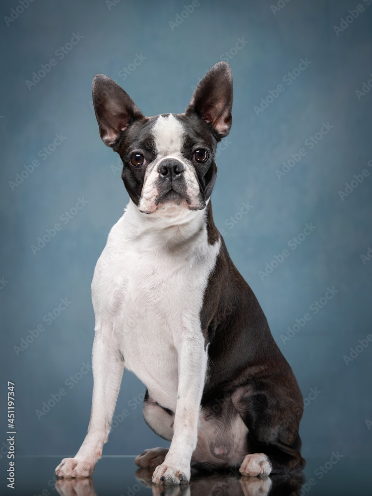 portrait of a dog on a textured blue background. Attentive Boston Terrier