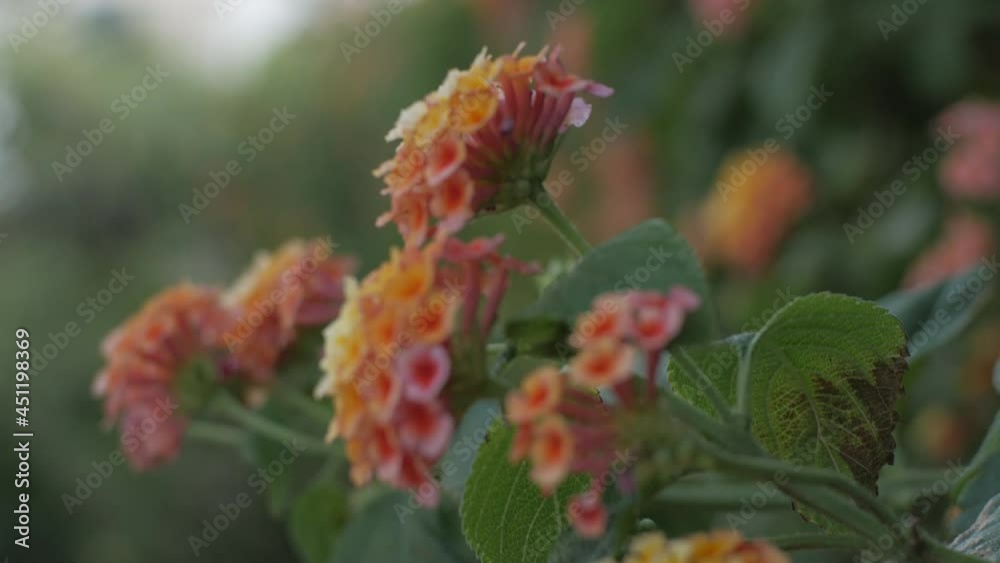Rack Focus On Colorful Flowers In The Blurry Background - handheld shot Rack Focus On Colorful Flowers In The Blurry Background - handheld shot