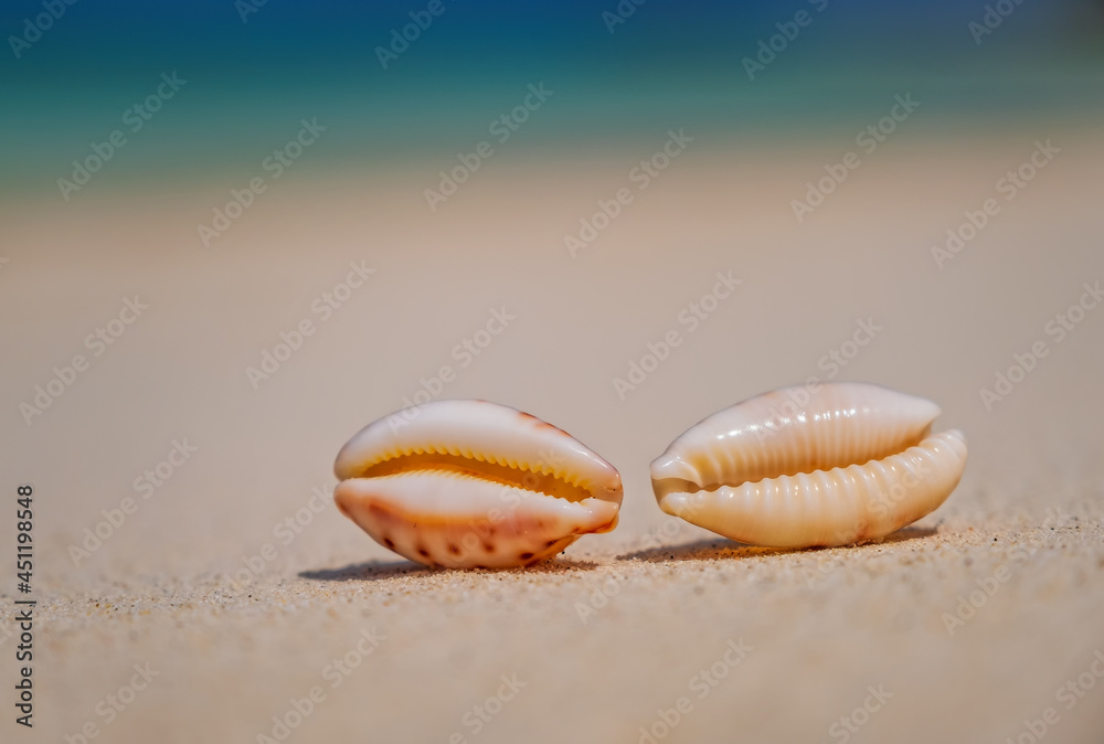 Sea scallops shell on a beach with space for text, ocean on bacground. Maldives, july 2021. Crossroads Maldives.