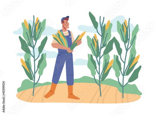 Farmer working on field collecting sweet corn from plants. Agriculture and farming, tenting and growing plants for crops. Cornfield with ripe products. Cartoon character in flat style vector