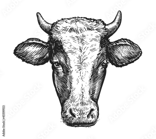 Sketch of muzzle of cow with horns. Portrait vector illustration