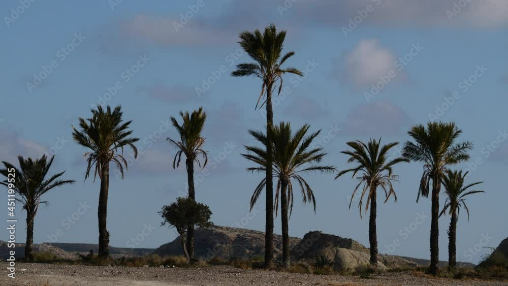 Landscape with palm trees in Sierra Alhamilla mountain range, Spain. Landscape with palm trees in Sierra Alhamilla mountain range, Spain.