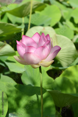 lotus flower  Lotus nucifera
