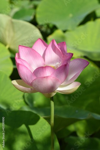 lotus flower  Lotus nucifera