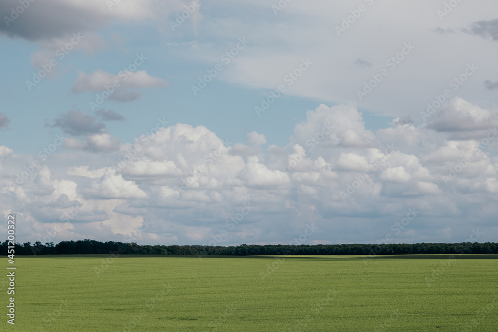 a field of green ears under the blue sky a field of green ears under the blue sky