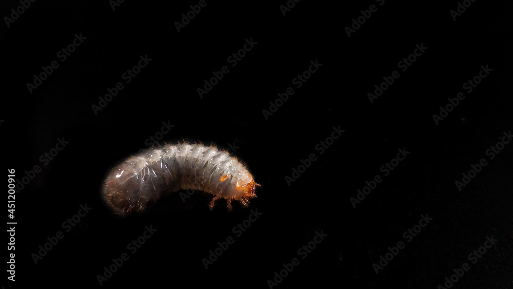 Obraz premium Cetonia larva on a black background. It lives in the soil and compost are not pests but friends of the gardener
