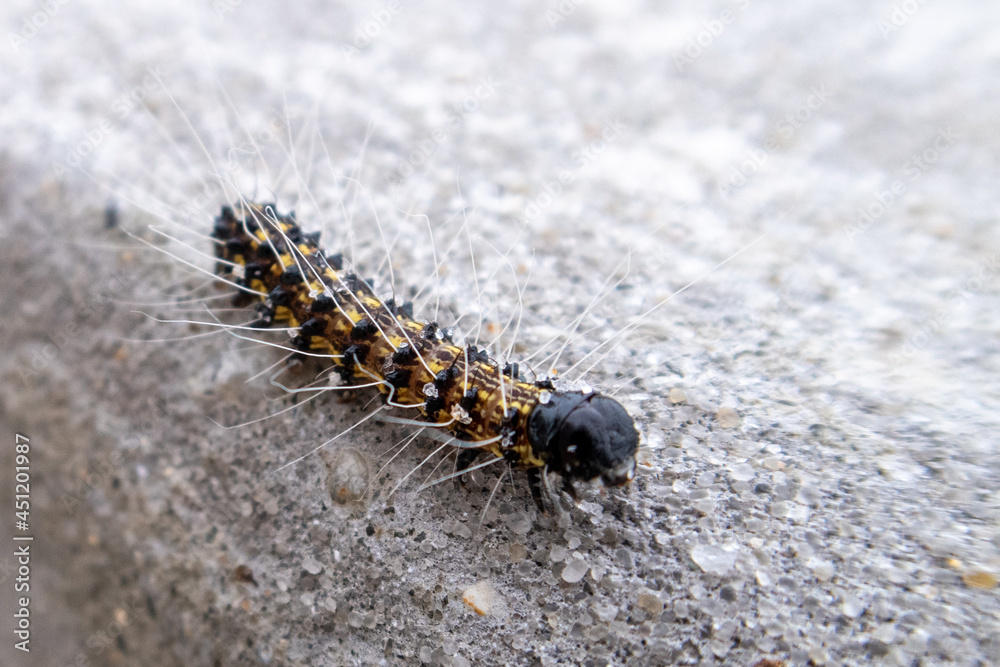 Variety of caterpillar animal which was seen on the West Coast of the United States Variety of caterpillar animal which was seen on the West Coast of the United States