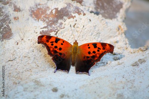 Question Mark Butterfly - Polygonia Interrogationis