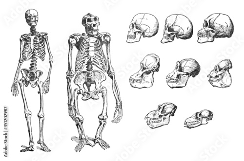 Human and ape skeleton and skull collection - vintage engraved illustration from Larousse du xxe siècle