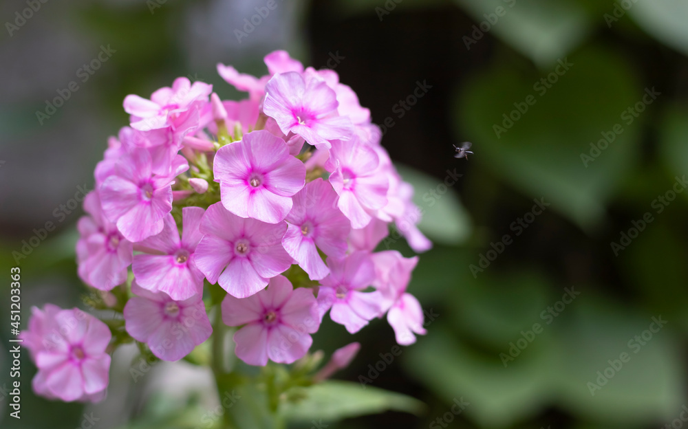 image of beautiful purple flowers close-up image of beautiful purple flowers close-up
