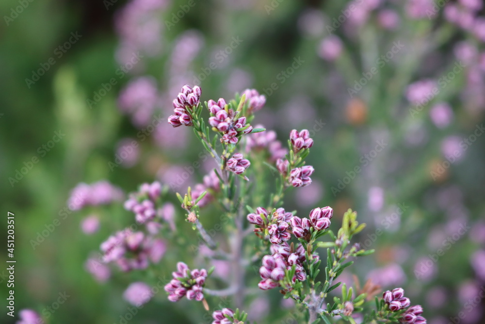beautiful flowers of natural colors spring pollen aroma beautiful flowers of natural colors spring pollen aroma