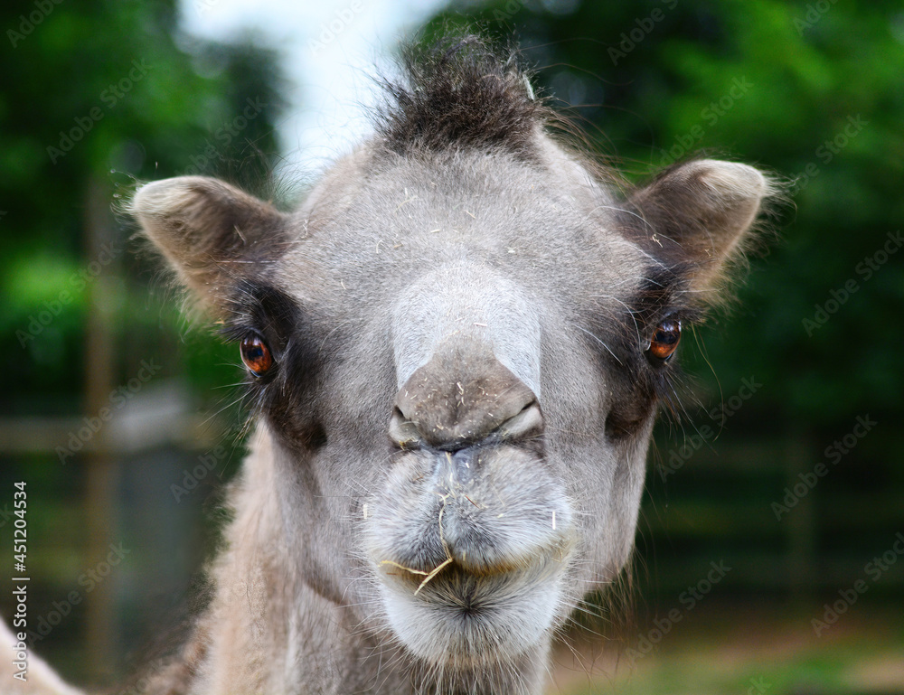 close up of a camel