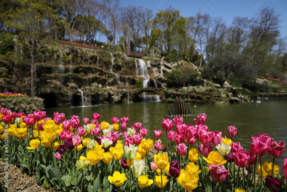 Colorful Tulips in Emirgan Park, Istanbul, Turkey Colorful Tulips in Emirgan Park, Istanbul, Turkey