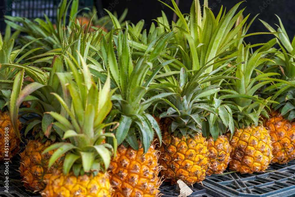 Tropical fruit, ripe big pineapple pineapple close-up Tropical fruit, ripe big pineapple pineapple close-up