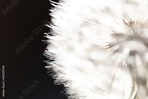Dandelion macro background. Naturalistic background with dandelion flower blossom in wildlife. ephemeral and transient concept image.