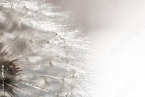 Dandelion macro background. Naturalistic background with dandelion flower blossom in wildlife. ephemeral and transient concept image.