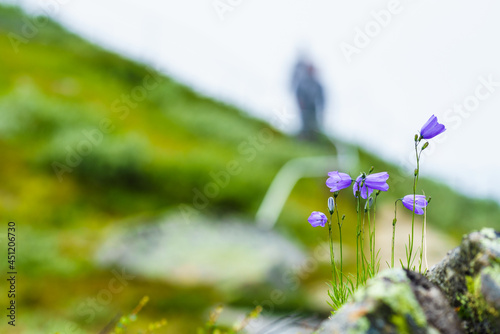 Violet flowers in mountains. Spring or summer time. © Voyagerix