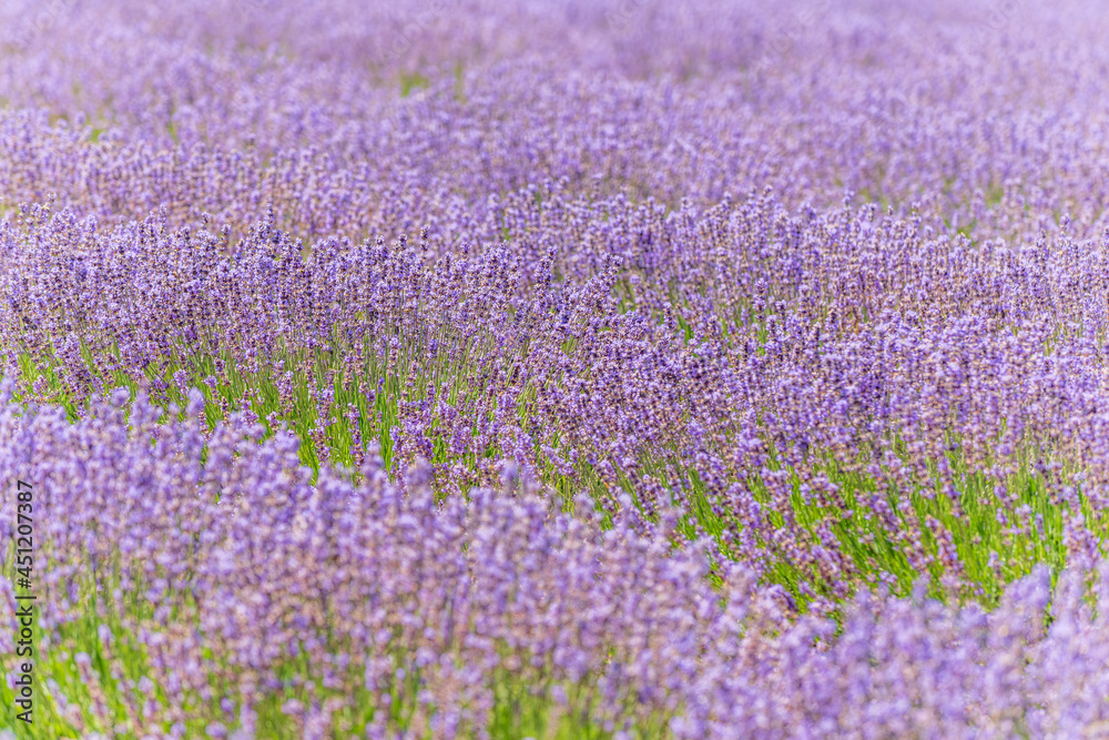 Lavender fields in bloom in Provence. Lavender fields in bloom in Provence.