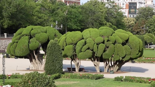  Trees in Retiro Park, Madrid, Spain