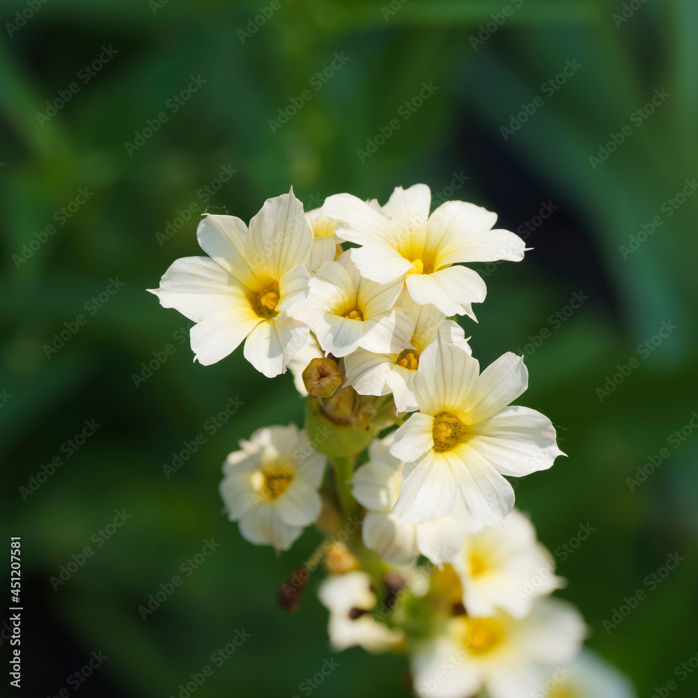 Pale yellow-eyed-grass or satin flower (Sisyrinchium striatum) Pale yellow-eyed-grass or satin flower (Sisyrinchium striatum)