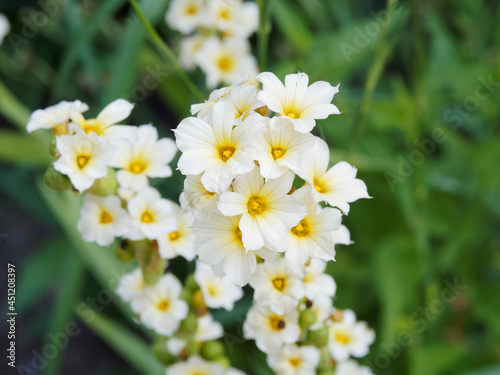 Sisyrinchium striatum or Yellow-eyed grass. Pale yellow or creamy white flowers on stems with greyish-green foliage