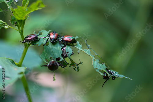Japanese Beetles Eating A Plant