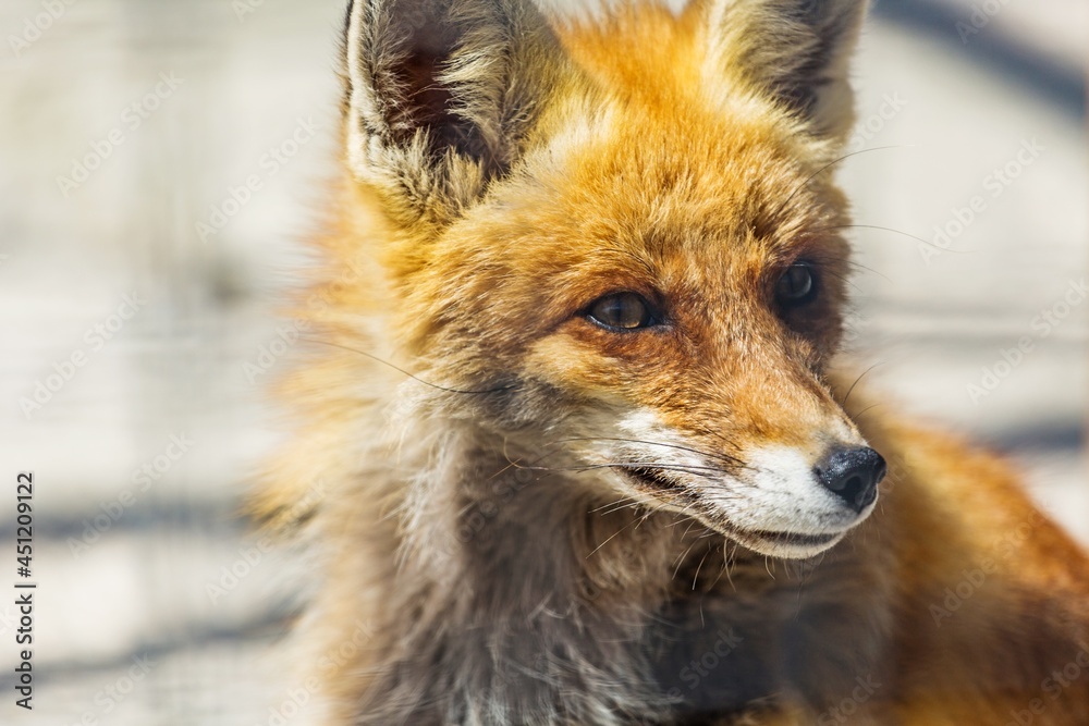 Fototapeta premium Portrait of a red fox (Vulpes vulpes)
