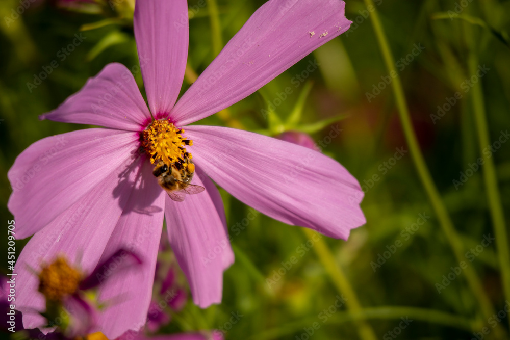 Pszczoła na kwiatku zbiera pyłek na miód - obrazy, fototapety, plakaty 