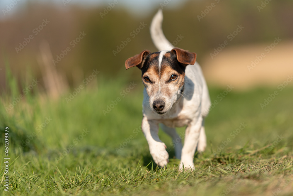 Portrait of a 12 years old Jack Russell Terrier dog outdoor in nature.