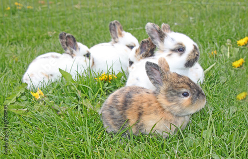 young baby hares in lush green meadow, brown and white bunnies