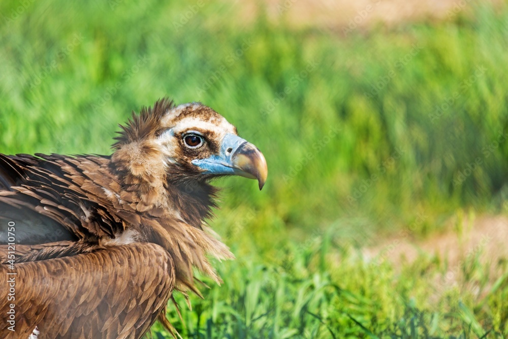 Griffon bird standing on a rock overseeing his territory Griffon bird standing on a rock overseeing his territory