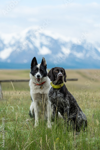 Photography Two dogs of the traveler sit against the background of mountain peaks