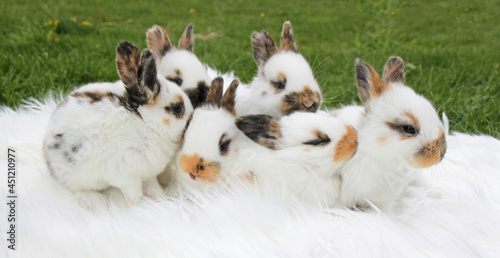 young white rabbits on a white blanket in green grass © Robirensi