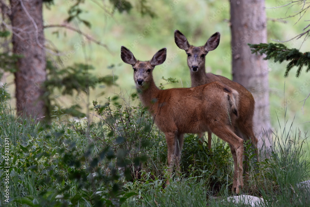 Mule deer siblings in Wasatch National Forest near Lake Solitude Mule deer siblings in Wasatch National Forest near Lake Solitude