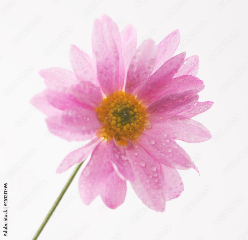 pink gerber daisy pink gerber daisy